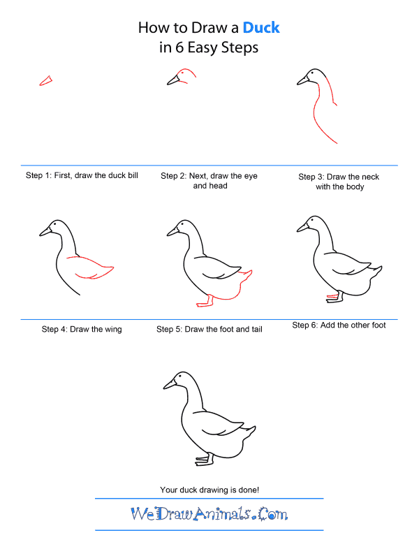 Comment dessiner un canard  How to draw a duckling step by step 