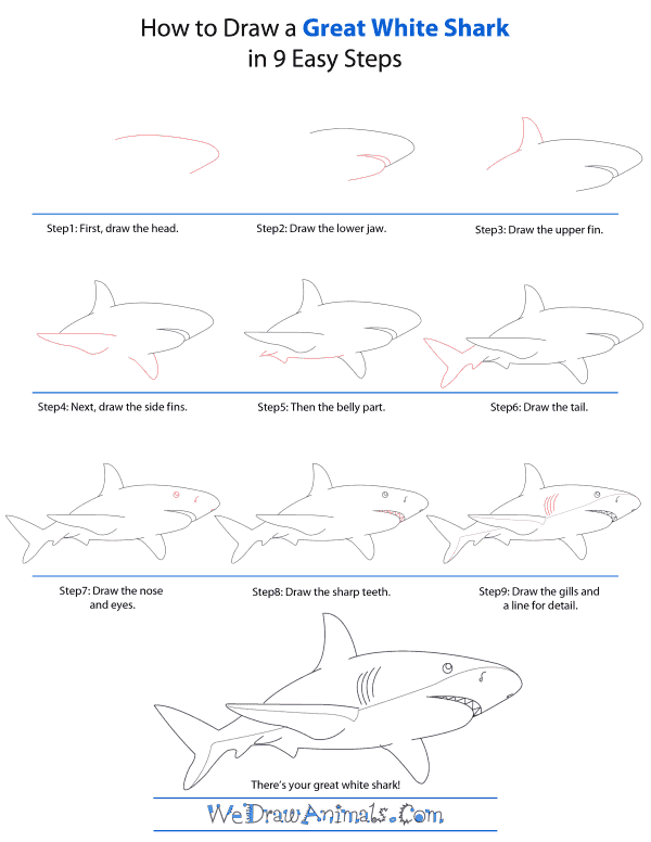how to draw a great white shark step by step for kids