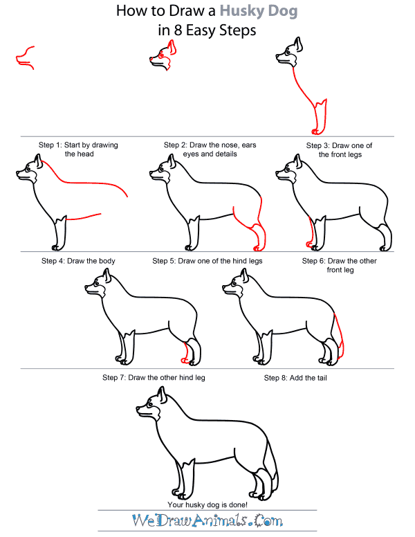 how to draw a husky puppy