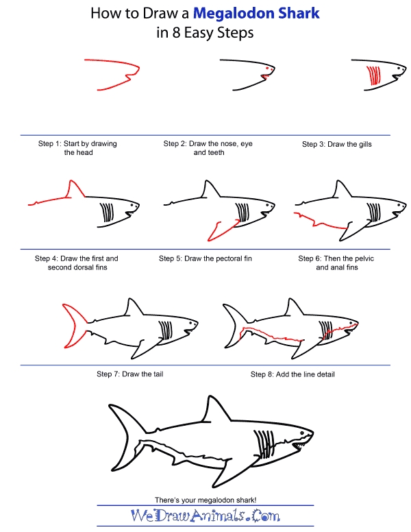 How to Draw a Megalodon Shark