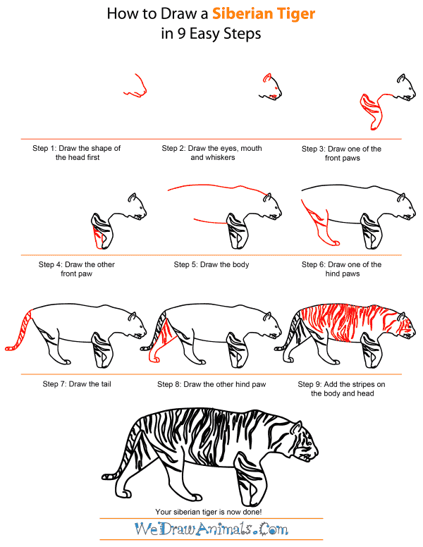 How to Draw a Siberian Tiger