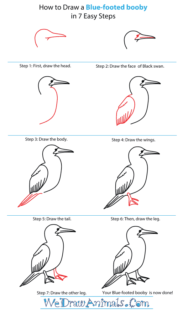 How to Draw a Blue-Footed Booby