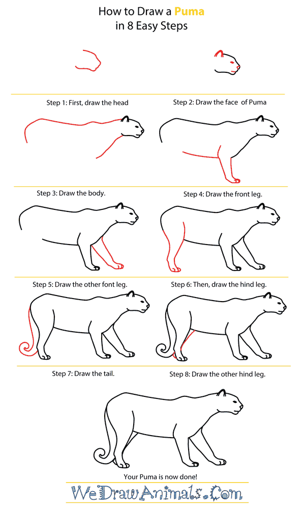 how to draw a puma step by step