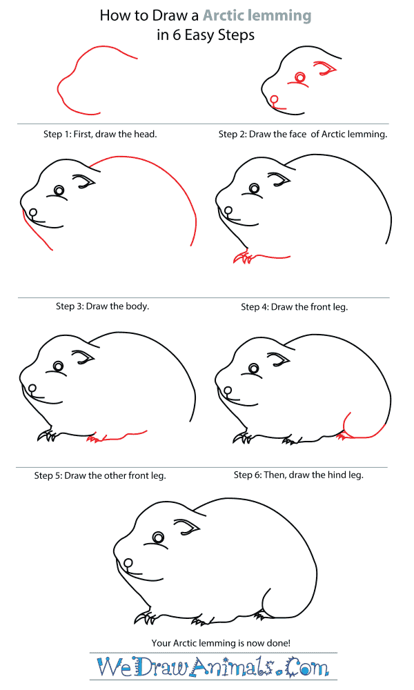 How to Draw an Arctic Lemming