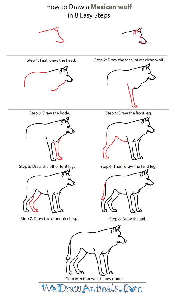 How to Draw a Mexican Wolf
