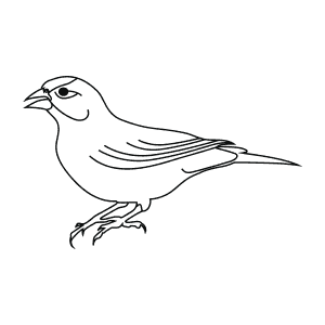 How To Draw an American Goldfinch - Step-By-Step Tutorial