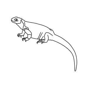 How To Draw a Chuckwalla - Step-By-Step Tutorial