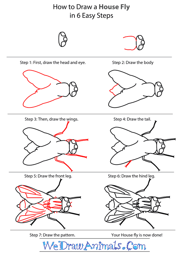 How To Draw A House Fly