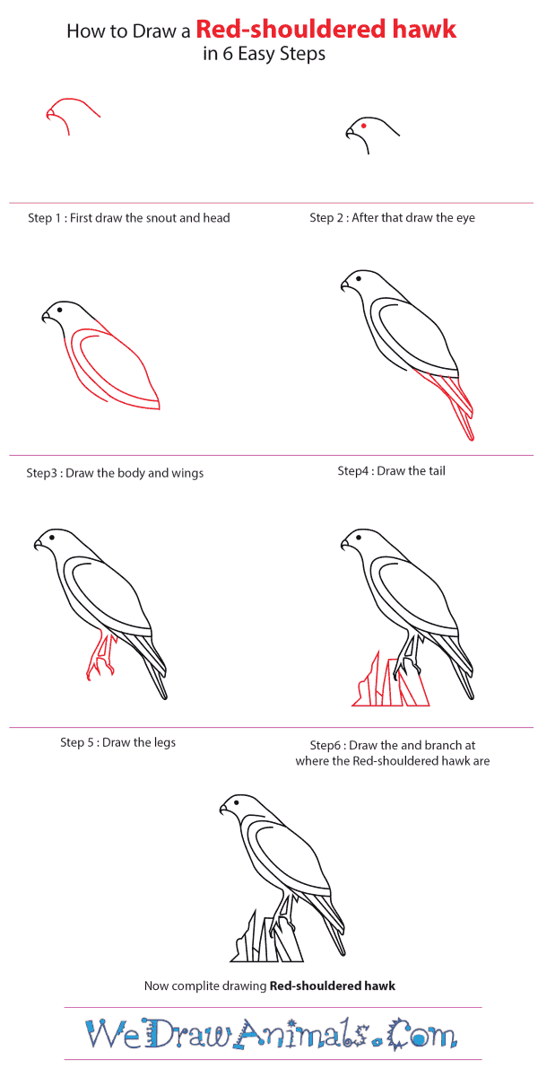 how to draw a hawk step by step