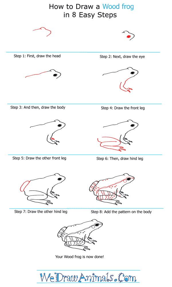 How To Draw A Wood Frog