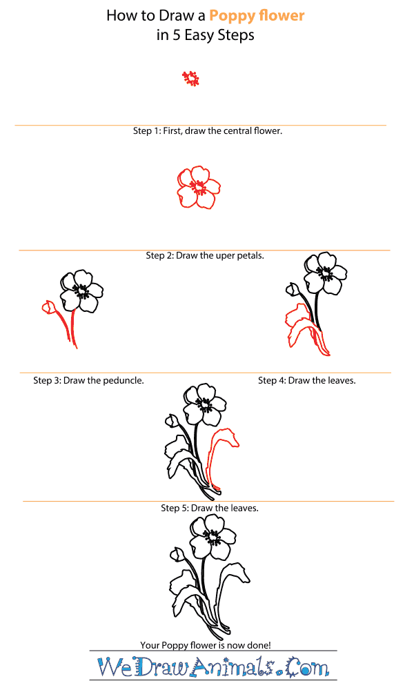 How To Draw A Poppy Flower