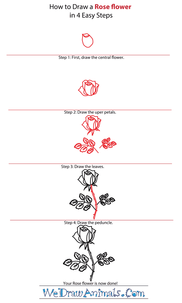 Drawings of roses: How to draw a rose - Step by step tutorial (3 ways)