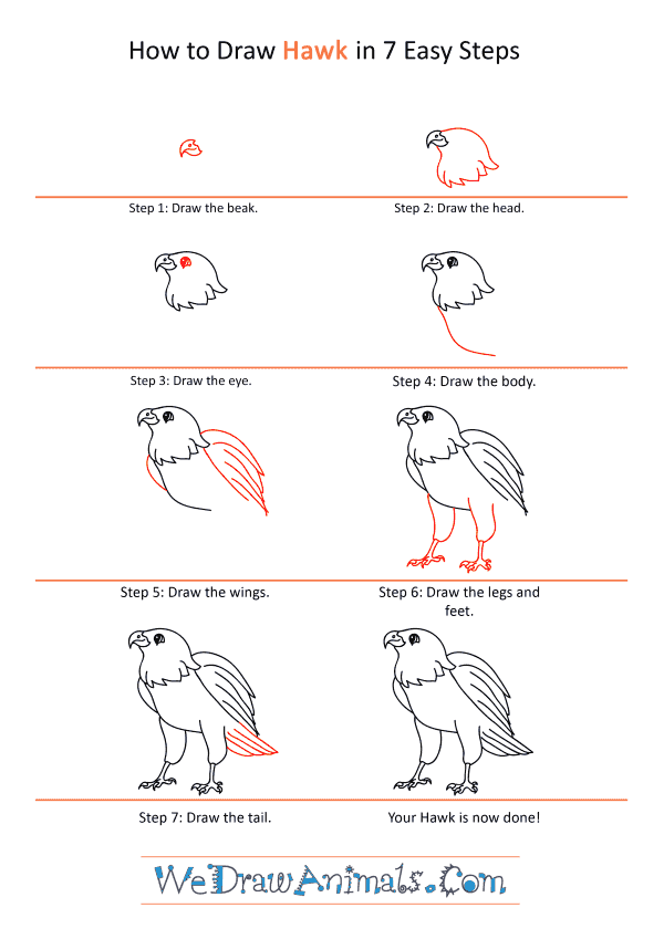 how to draw a hawk step by step for kids