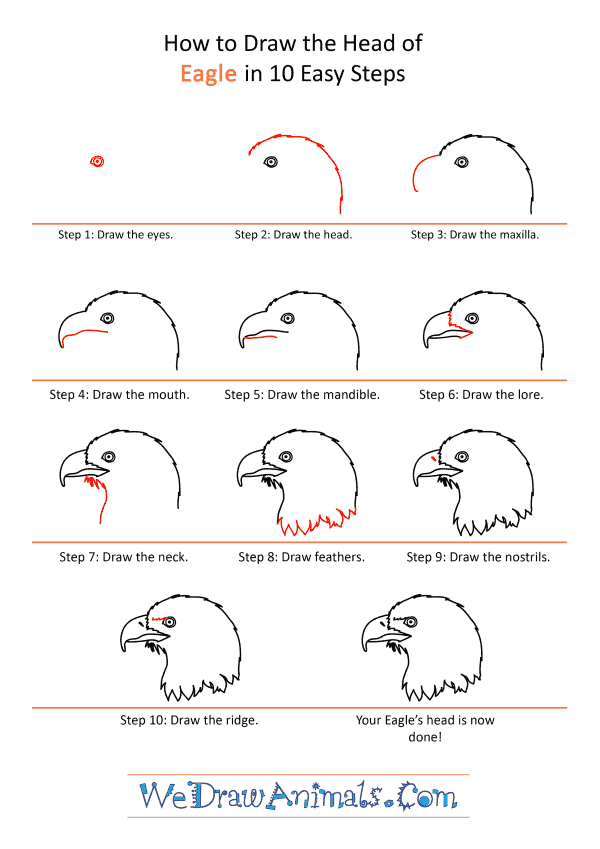 How To Draw An Eagle Head, Step by Step, Drawing Guide, by Dawn - DragoArt