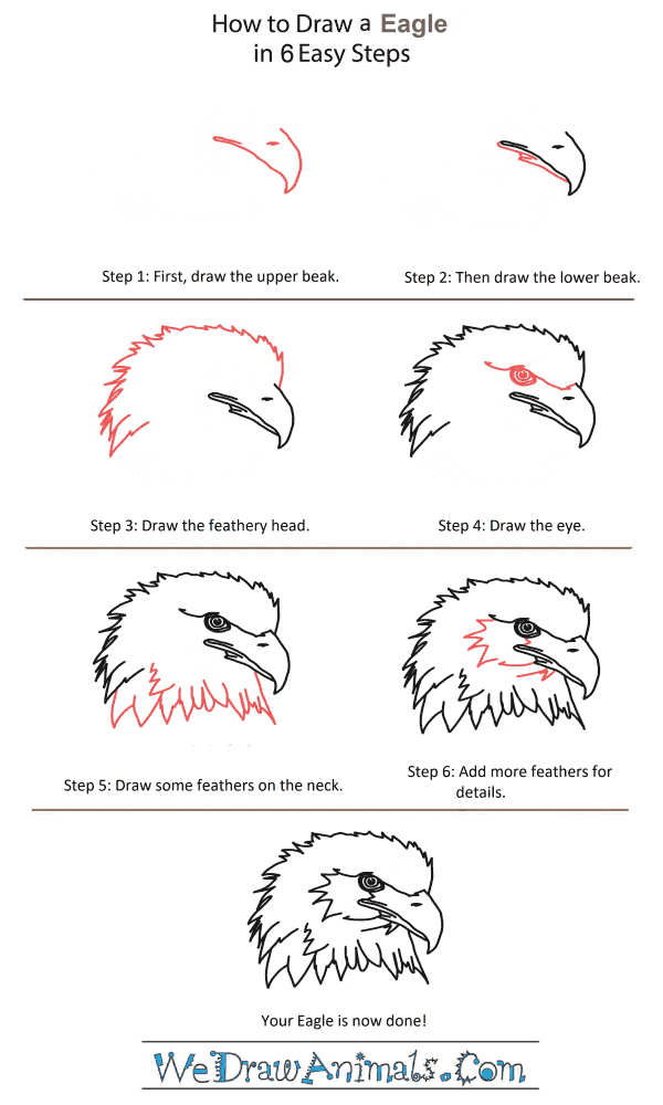 How to Draw an Eagle Head Step by Step - EasyDrawingTips