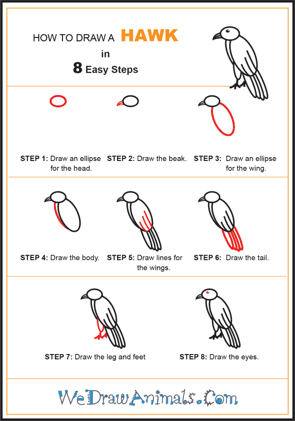 how to draw a hawk head