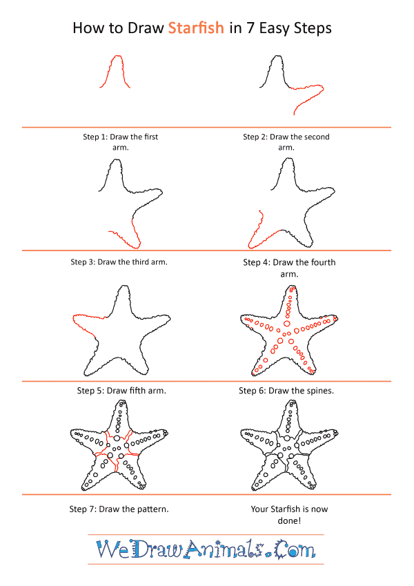 How To Draw A Realistic Starfish