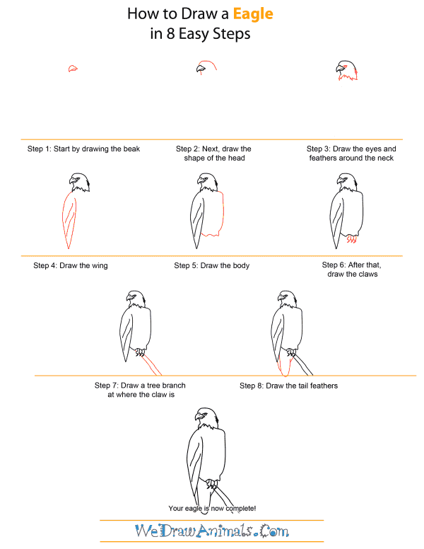 How to Draw An Eagle - Quick Step-by-Step Tutorial