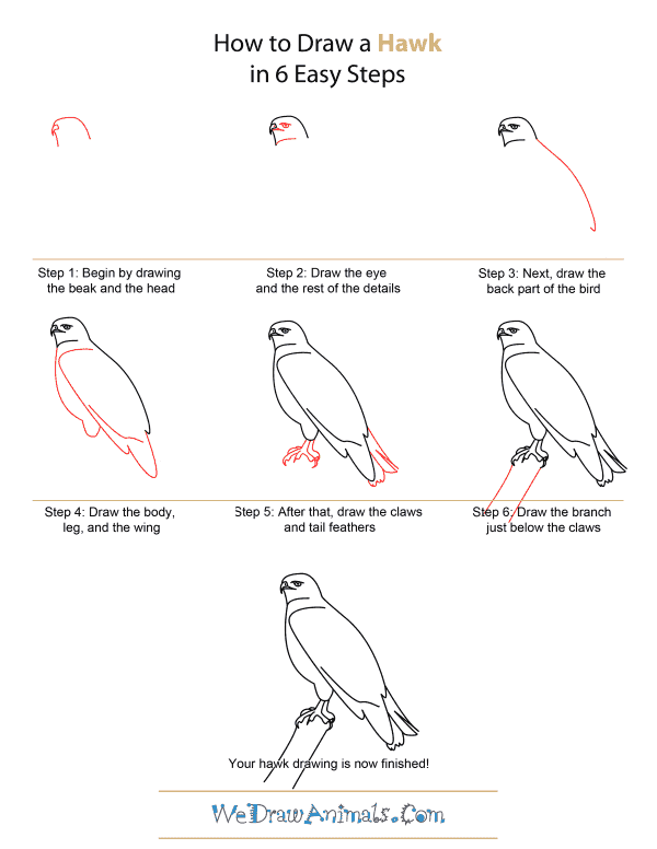 How to Draw A Hawk - Quick Step-by-Step Tutorial