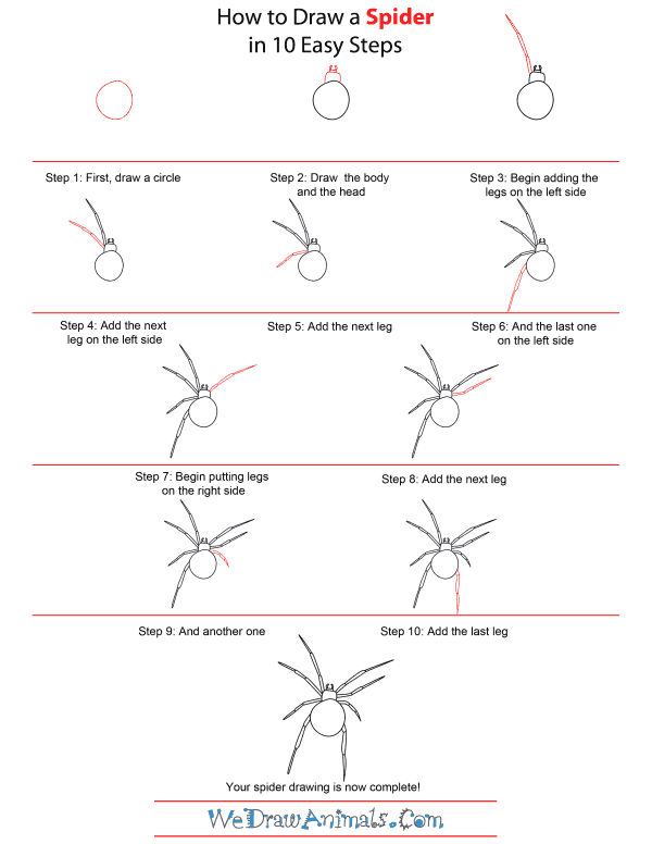 How to Draw A Spider - Quick Step-by-Step Tutorial