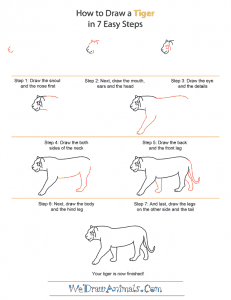 How To Draw A Tiger