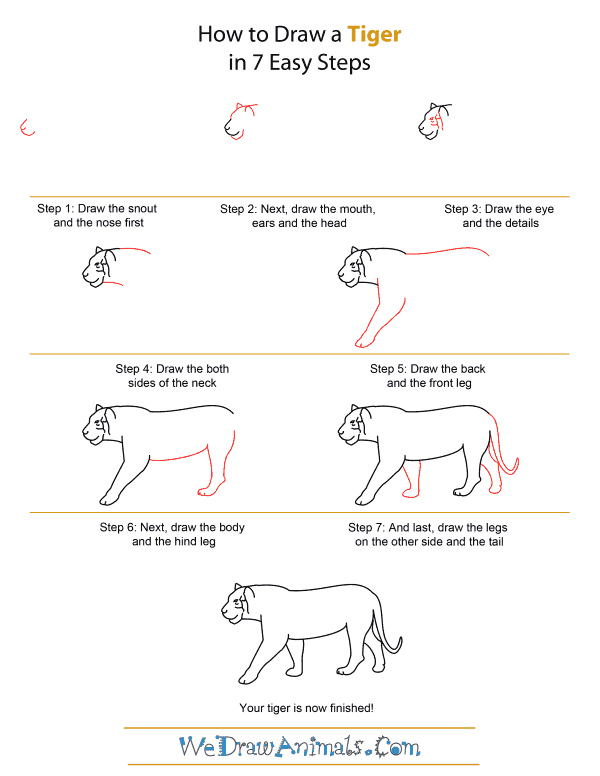 How to Draw A Tiger - Quick Step-by-Step Tutorial