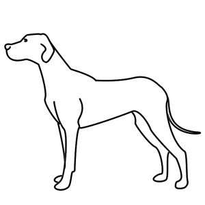 How to Draw A Dog - Step-by-Step Tutorial