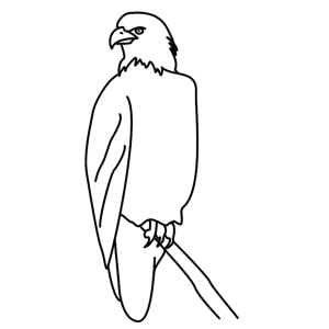 How to Draw An Eagle - Step-by-Step Tutorial