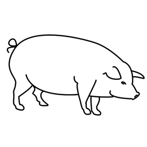 How to Draw A Pig - Step-by-Step Tutorial