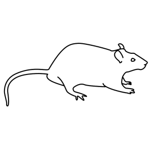 How to Draw A Rat - Step-by-Step Tutorial