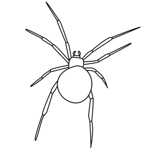 How to Draw A Spider - Step-by-Step Tutorial