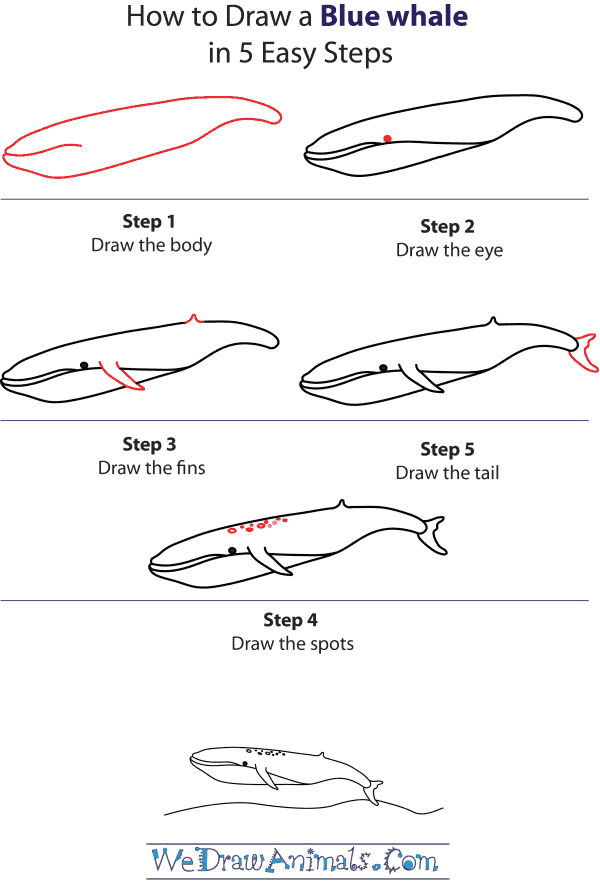 How To Draw A Blue Whale - Step-by-Step Tutorial
