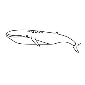 How To Draw A Blue Whale - Step-by-Step Tutorial