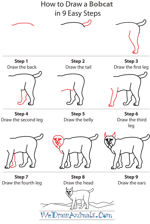 How To Draw A Bobcat - Step-by-Step Tutorial