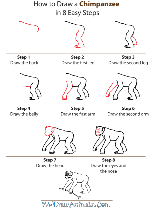How To Draw A Chimpanzee - Step-by-Step Tutorial