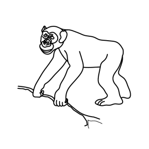 How To Draw A Chimpanzee - Step-by-Step Tutorial