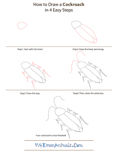 How To Draw A Cockroach