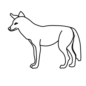 How To Draw A Coyote - Step-by-Step Tutorial