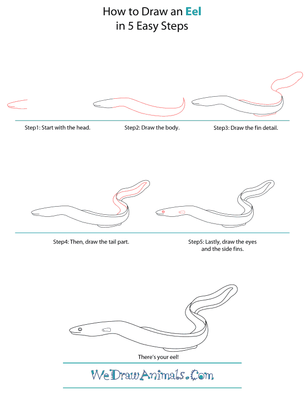 How To Draw An Eel - Step-by-Step Tutorial
