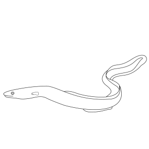 How To Draw An Eel - Step-by-Step Tutorial