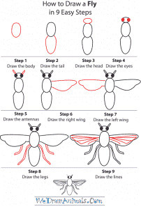 How to Draw a Fly