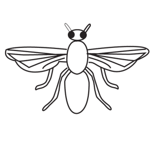 How To Draw A Fly - Step-by-Step Tutorial