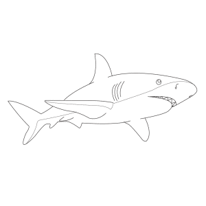 How To Draw A Great-White-Shark - Step-by-Step Tutorial