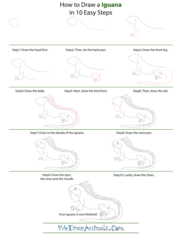 How To Draw A Iguana - Step-by-Step Tutorial