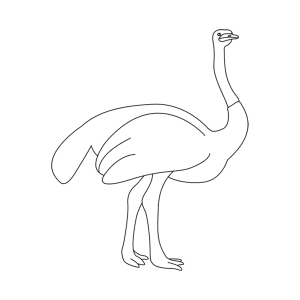 How To Draw An Ostrich - Step-by-Step Tutorial