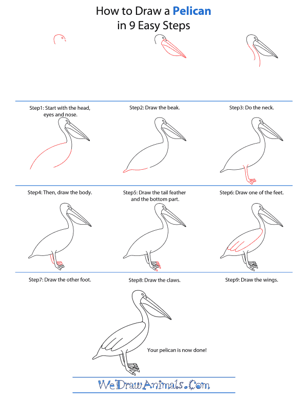 How To Draw A Pelican - Step-by-Step Tutorial