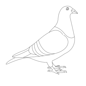 How To Draw A Pigeon - Step-by-Step Tutorial