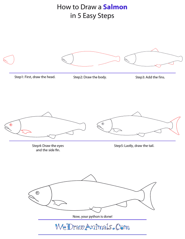 How To Draw A Salmon - Step-by-Step Tutorial
