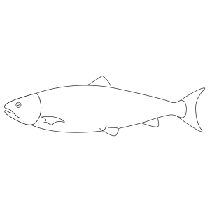 How To Draw A Salmon - Step-by-Step Tutorial