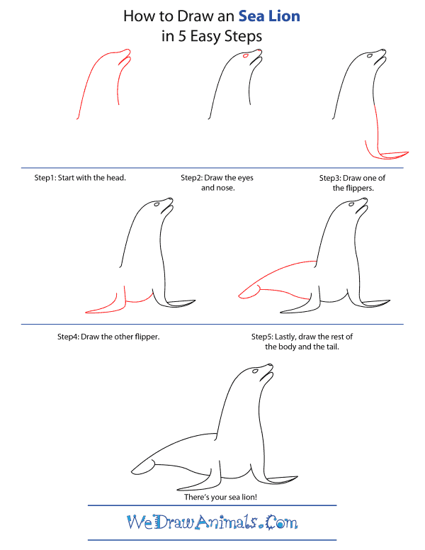 How To Draw A Sea Lion - Step-by-Step Tutorial